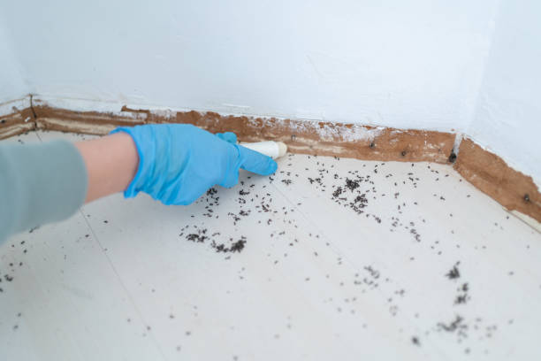 Best Affordable Pest Control Services  in Sweeny, TX