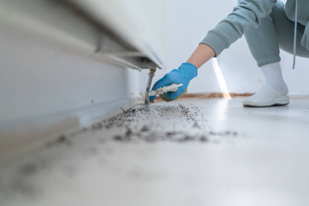 Best Flea Control Services  in Sweeny, TX
